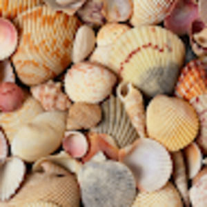 Meet your Posher, Carissa